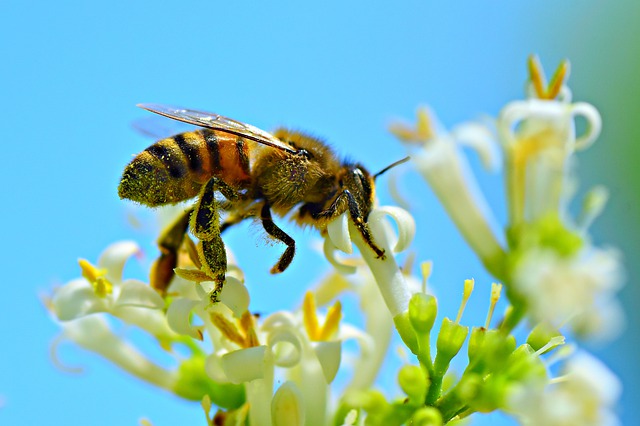 bee and wasp bites