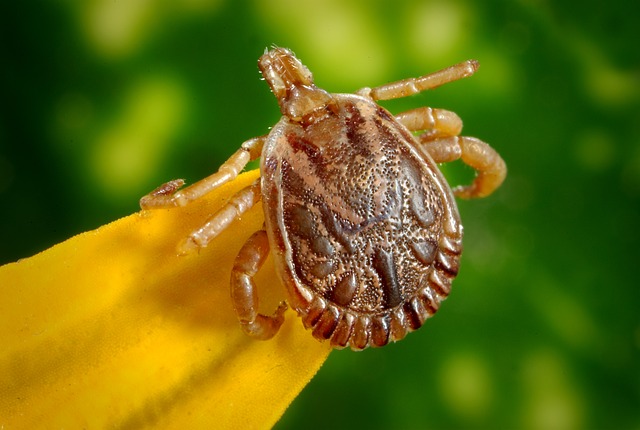 tick bites and prevention